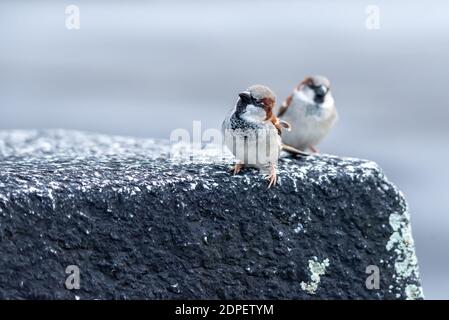Sparrow sur la roche. Deux maisons de sexe masculin scindées en regardant curieusement la caméra en Suisse. Passer domesticus. Banque D'Images
