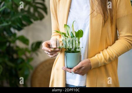 Gros plan de la femme jardinière tenant la maison dans ses mains, touche la feuille verte. Les plantes d'amour, passe-temps, concept de jardinage à la maison Banque D'Images