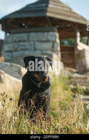 Un grand chien noir de la race Beauceron (Berger français) se trouve sur le fond d'un vieux bâtiment dans la nature Banque D'Images