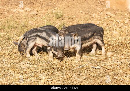 Cochons de bébé Wooly dans une ferme Banque D'Images