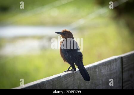 Une femelle en forme de grackle perche sur une clôture en bois un jour ensoleillé de Floride qui attend son compagnon. Banque D'Images