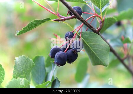 Gros plan de saskatoons mûrs et trop mûrs suspendus dans un arbre Banque D'Images