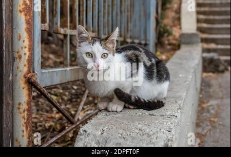 un beau chat bicolore tray marbré avec des yeux verts se trouve sur le parapet en pierre d'un bâtiment abandonné. Banque D'Images