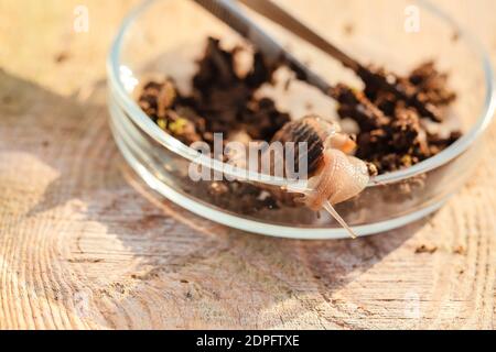 Verrerie de laboratoire avec escargot sur table, gros plan Banque D'Images