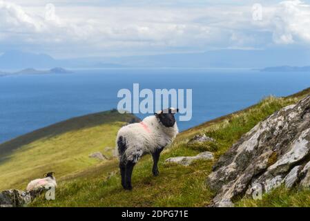 Moutons mignons sur les collines de l'île d'Achill, comté de Mayo sur la côte ouest de la République d'Irlande Banque D'Images