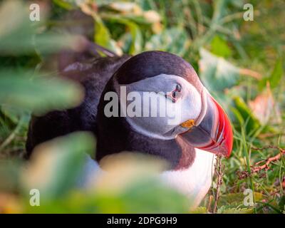 Vue portrait des oiseaux Puffins avec des chênes orange au coucher du soleil. Westfjords, Islande. Banque D'Images