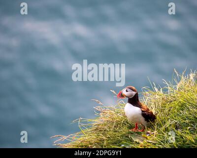 Vue portrait des oiseaux Puffins avec des chênes orange au coucher du soleil. Westfjords, Islande. Banque D'Images