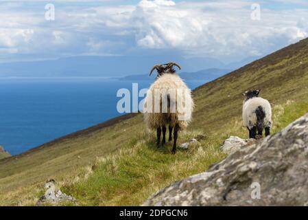 La famille des moutons appréciant le paysage marin des collines de l'île d'Achill, comté de Mayo sur la côte ouest de la République d'Irlande Banque D'Images