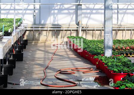 Rangées de plantes de fraise croissant dans de grands pots dans un serre Banque D'Images