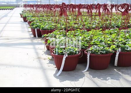 Rangées de plantes de fraise poussant dans des paniers suspendus dans un serre Banque D'Images