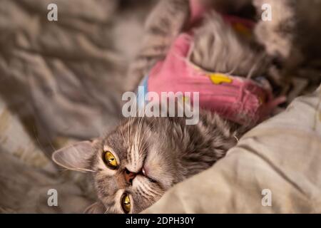 Chat rayé dans une couverture postopératoire mensonges et repose Banque D'Images