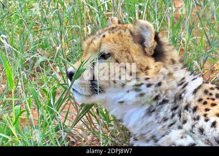 Un Cheetah sauvage endormi (Acinonyx jubatus) dans la réserve d'Okonjima, région d'Otjozondjupa, Namibie Banque D'Images