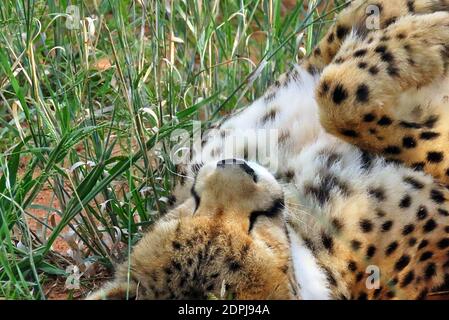 Un Cheetah sauvage endormi (Acinonyx jubatus) dans la réserve d'Okonjima, région d'Otjozondjupa, Namibie Banque D'Images