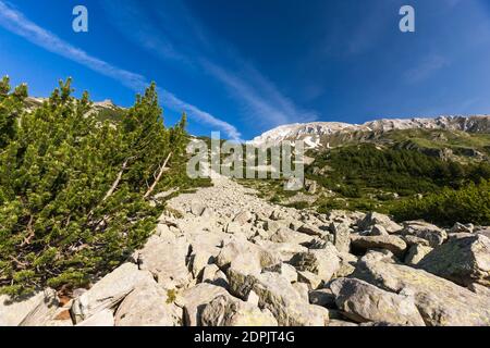 Parc national de Pirin, montagnes de Vihren avec pin nain, près du chalet de Vihren, banlieue de Bansko, province de Blagoevgrad, Bulgarie, Europe du Sud-est, Europe Banque D'Images