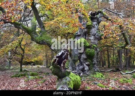 Forêt de hêtre en automne Banque D'Images