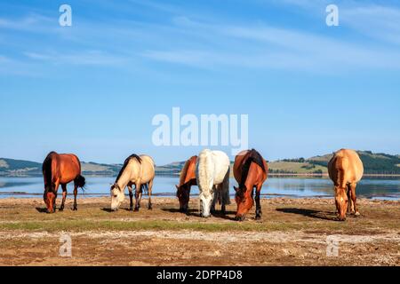 Les chevaux de Mongolie Banque D'Images