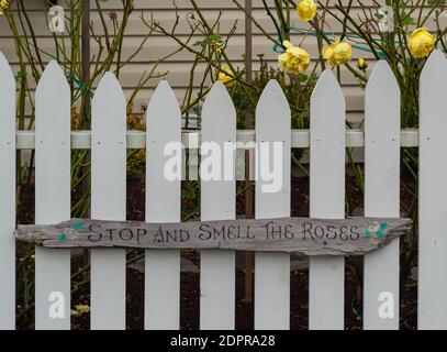 panneau de bois rustique dit (arrêt et odeur de roses) dans le bois rustique blanc clôture fond avec des roses jaunes. Mise au point sélective, vue de rue, photo de voyage. Banque D'Images