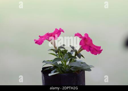 Pétunias rose foncé vif poussent dans le jardin du parc fleuri fleurs fraîches d'hiver en Inde, en asie. La plante arbuste laisse le bouquet de feuillage Banque D'Images