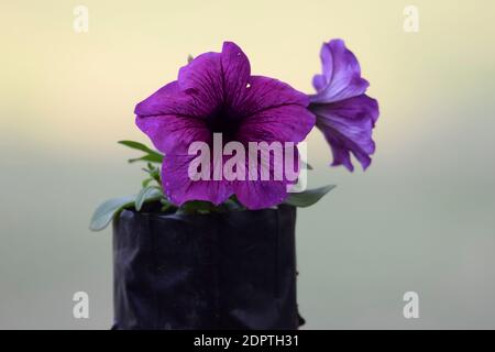 Pétunias violet foncé vif poussent dans le jardin du parc fleuri fleurs fraîches d'hiver en Inde, en asie. La plante arbuste laisse le bouquet de feuillage. Banque D'Images