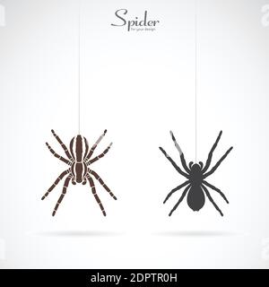 Vecteur d'araignée sur fond blanc. Insecte. Animal. Icône Spider illustration vectorielle superposée facile à modifier. Illustration de Vecteur