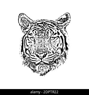 Vecteur d'un visage de tigre sur fond blanc. Illustration vectorielle superposée facile à modifier. Animaux sauvages. Illustration de Vecteur