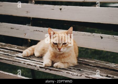 Un Chat Super Mignon Photo Stock Alamy