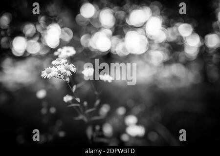 Fleurs d'été dans la lumière du matin. Vue macro sur les fleurs de Marguerite et la nature de la forêt de bokeh. Procédé noir et blanc, nature artistique en gros plan spectaculaire Banque D'Images