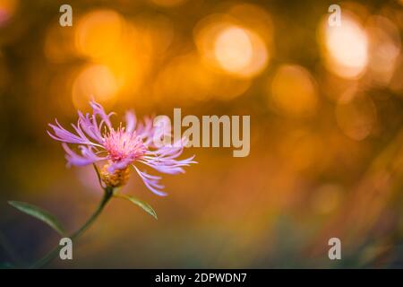 Incroyable lever de soleil coucher de fleurs, flou forêt bokeh nature, fleurs de prairie. Couleurs relaxantes, lumière du soleil paisible, gros plan sur la nature. Belle fleur Banque D'Images