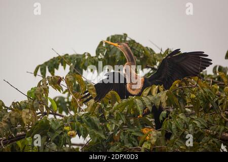 Anhinga, sci.name; Anhinga anhinga, séchant ses ailes dans un arbre à côté du lac de Gatun, République du Panama. Banque D'Images