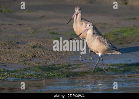 Une paire de godwit marbré (Limosa fedoa) marchent le bord de l'éperon d'elkhorn en Californie à la recherche de petits invertébrés à se nourrir. Banque D'Images