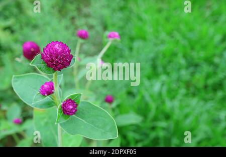 Globe-globe magenta vif Amaranth fleurs dans le champ vert vif Banque D'Images