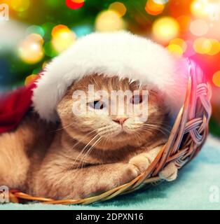 Un chat dans un chapeau de père Noël se trouve dans un panier Sur le fond d'un arbre de Noël avec des lumières festives Banque D'Images