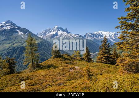 Larches en couleur automnale, panorama de montagne depuis l'aiguille des posettes, sommets de l'aiguille verte, de l'aiguille du midi et du Mont blanc, Chamonix Banque D'Images