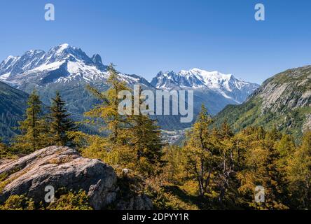 Larches en couleur automnale, panorama de montagne depuis l'aiguille des posettes, les sommets de l'aiguille verte, l'aiguille du midi et le Mont blanc, Chamonix Banque D'Images