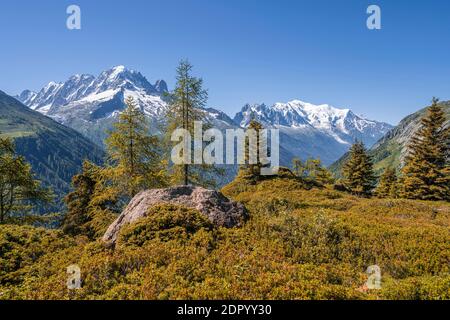 Larches en couleur automnale, panorama de montagne depuis l'aiguille des posettes, sommets de l'aiguille verte, de l'aiguille du midi et du Mont blanc, Chamonix Banque D'Images