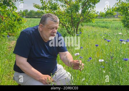 Portrait extérieur de paysan ukrainien senior en admirant les fleurs de Centaurea pendant salon dans le jardin de printemps Banque D'Images