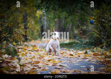 le chien de taureau à pois noirs saisit une petite balle bleue le parc sur des feuilles d'érable jaune Banque D'Images