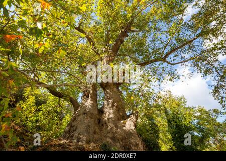 Gros arbre de Platanus inhabituel en Turquie. Concept vert naturel Banque D'Images