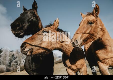 Gros plan des têtes de trois chevaux à partir d'un angle bas avec un ciel dégagé et un ciel dégagé en arrière-plan Banque D'Images