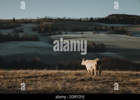 Une seule vache blanche se bassiant sous le soleil du matin en hiver Campagne à la lisière de la forêt de Bohême en République tchèque Banque D'Images