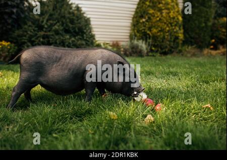 Le porc noir mange des pommes sur l'herbe dans le jardin Banque D'Images