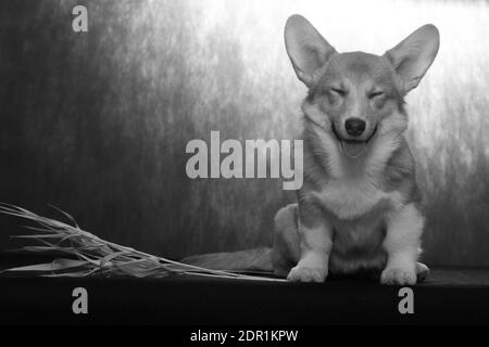 Un petit chiot à poil rouge de la race galloise de Corgi Pembroke s'assoit et sourit sur une photo en noir et blanc Banque D'Images