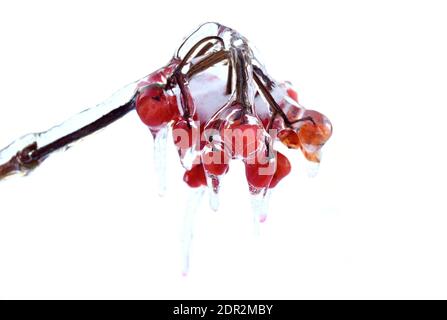 Foyer sélectif des baies de viburnum surgelées sur une branche dans glace avec glaçons sur fond de neige Banque D'Images