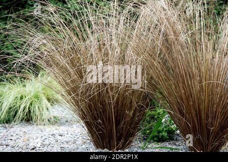 Herbes de jardin modernes Carex buchananii plantes 'Red Rooster' poussant à partir de Gravel Garden touffes d'herbe tuftée graminées Leatherleaf Sedge herbes ornementales Carex Banque D'Images