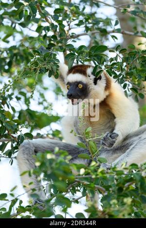 Sifaka de Verreaux (Propithecus verreauxi), Réserve de Berenty, Madagascar Banque D'Images