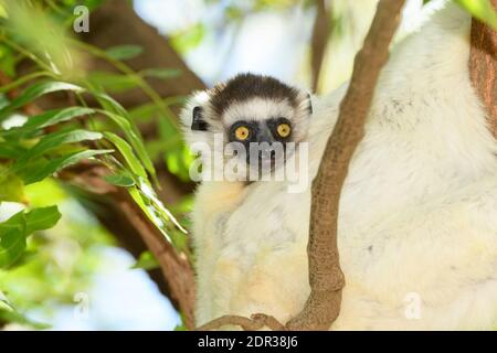 Le bébé sifaka de Verreaux, (Propithecus verreauxi), réserve Berenty, Madagascar Banque D'Images