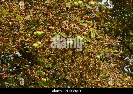 le buckeye ou l'aesculus est endommagé par le mineur de feuilles de châtaignier dans le soleil d'automne comme un fond de maladie de plante Banque D'Images