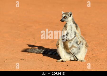 Lemur à queue annulaire (Lemur catta) femelle avec bébé, Berenty Reserve, Madagascar Banque D'Images