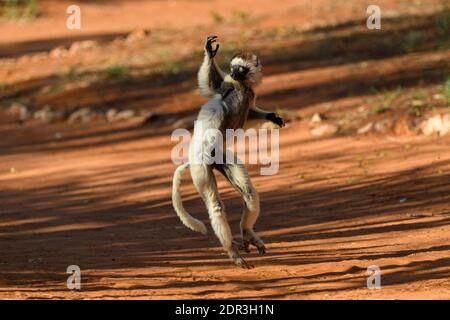 Voie de passage à niveau de Sifaka (Propithecus verreauxi) de Verreaux, Réserve de Berenty, Madagascar Banque D'Images