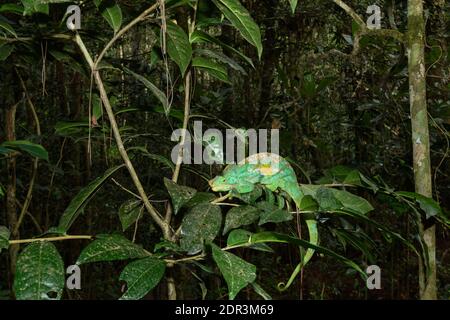 Parson's Calumma parsonii (CAMÉLÉON), Parc national Parc Mantadia- Andasibe, Madagascar Banque D'Images